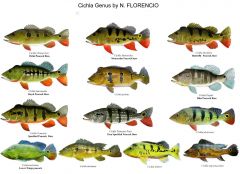 Poster de Peixes