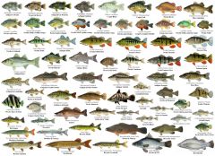 Poster de Peixes