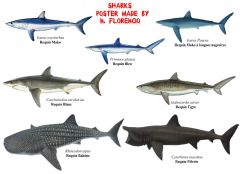 Poster de Peixes