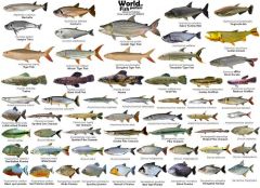 Characins