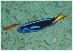 oceanario 19