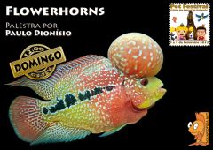 Cartaz   Flowerhorns