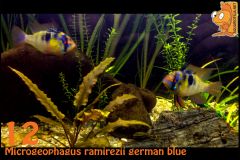 12 Microgeophagus ramirezii german blue