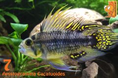 07  Apistogramma Cacatuoides