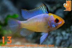 13  Microgeophagus ramirezii eletric blue