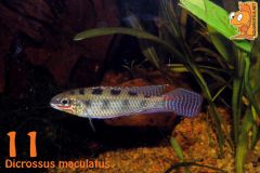 11  Dicrossus maculatus