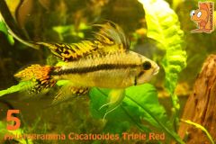 05   Apistogramma Cacatuoides Triple Red