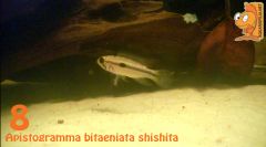 08  Apistogramma Bitaeniata sishishita