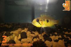 03   Apistogramma Iniridae