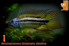 01  Apistogramma bitaeniata shishita