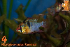 04 Microgeophagus Ramirezi