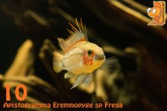 10   Apistogramma Eremnopyge Sp Fresa