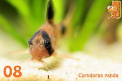 08  Corydoras panda