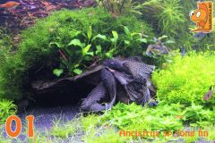 01 Ancistrus Sp  Longfin