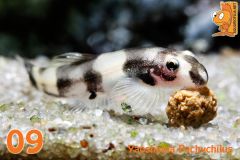 09  Yaoshania Pachychilus ( Panda Loach)