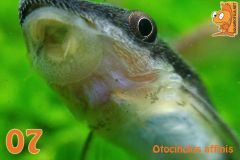 07  Otocinclus affinis