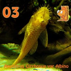03  Ancistrus Cirrhosus Var Albino