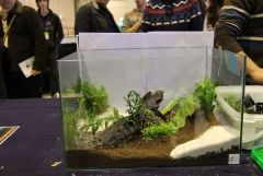 Concurso mini-aquarios plantados - GAD