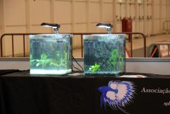 Associação Portuguesa de Bettas na PETFESTIVAL 2012