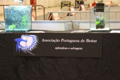 Associação Portuguesa de Bettas na PETFESTIVAL 2012