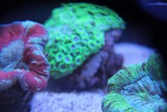 ReefQuest