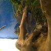 discus