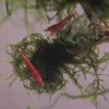 Cherry Shrimps