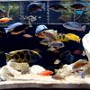 Cichlids LAB - Full aquarium