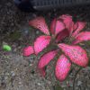 planta vermelha1