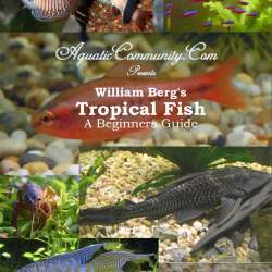 More information about "Tropical fish - a beginner's guide"