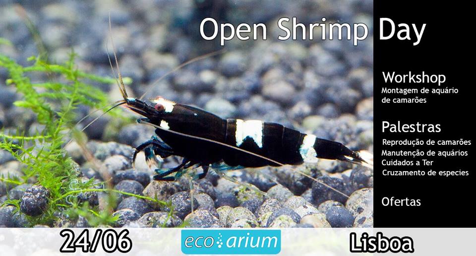 Open Shrimp Day @ Ecoarium