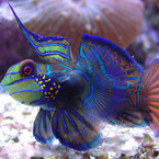 TullyFish