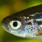 Francisco Zebrafish