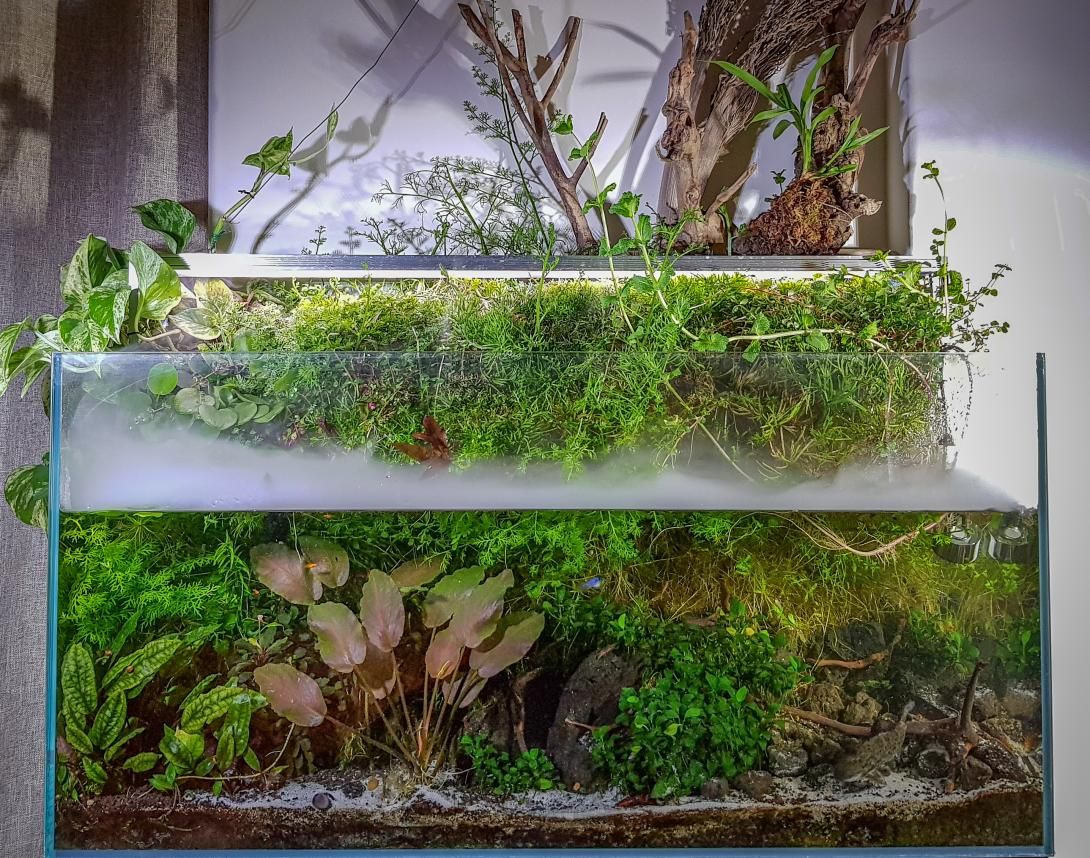 Jungle'ungle - Pedro Mendanha Dias paludarium.jpg