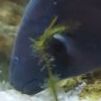 aquaBK