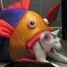 Pexegato