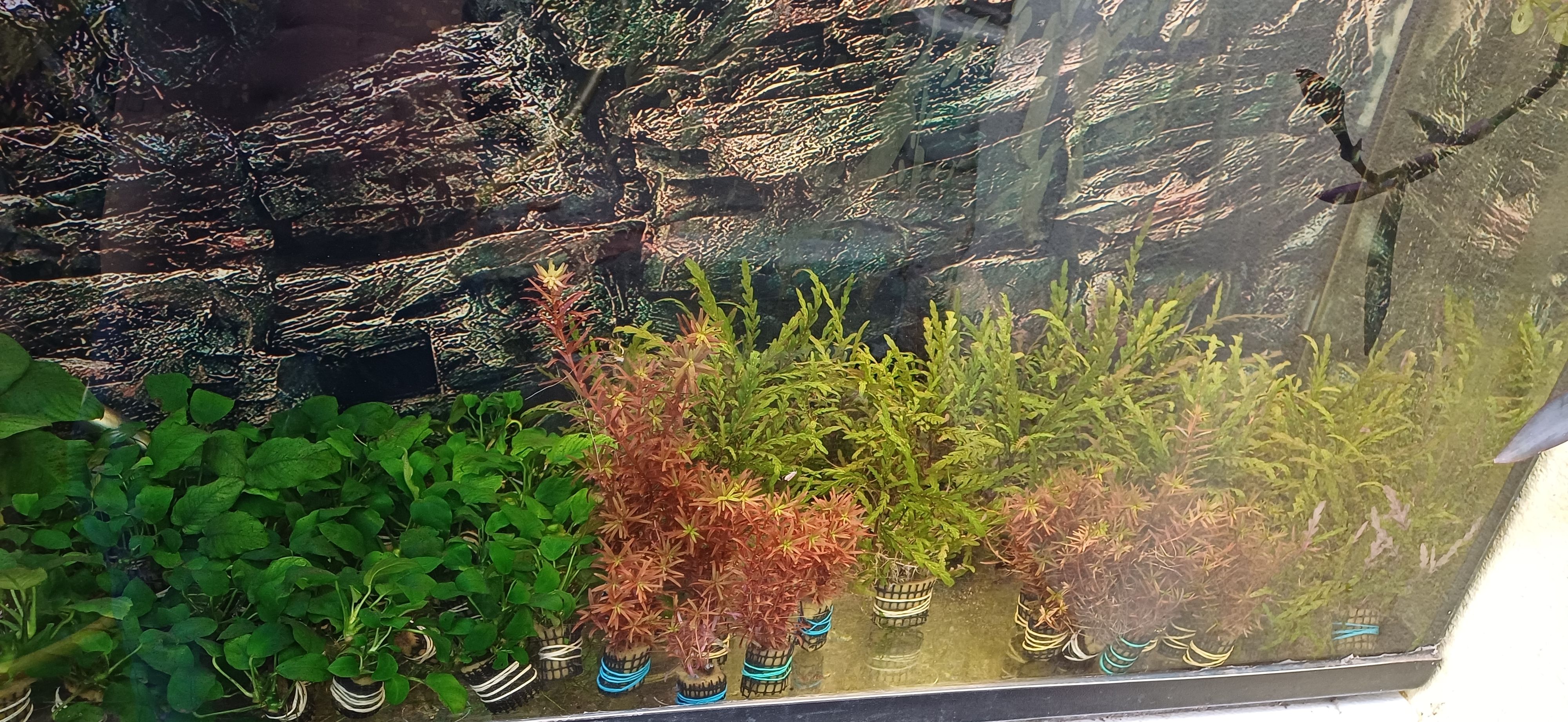 More information about "Plantas aquario varios vasos"