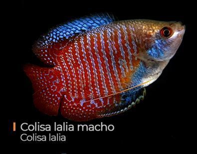 colisa_macho_ml.jpg