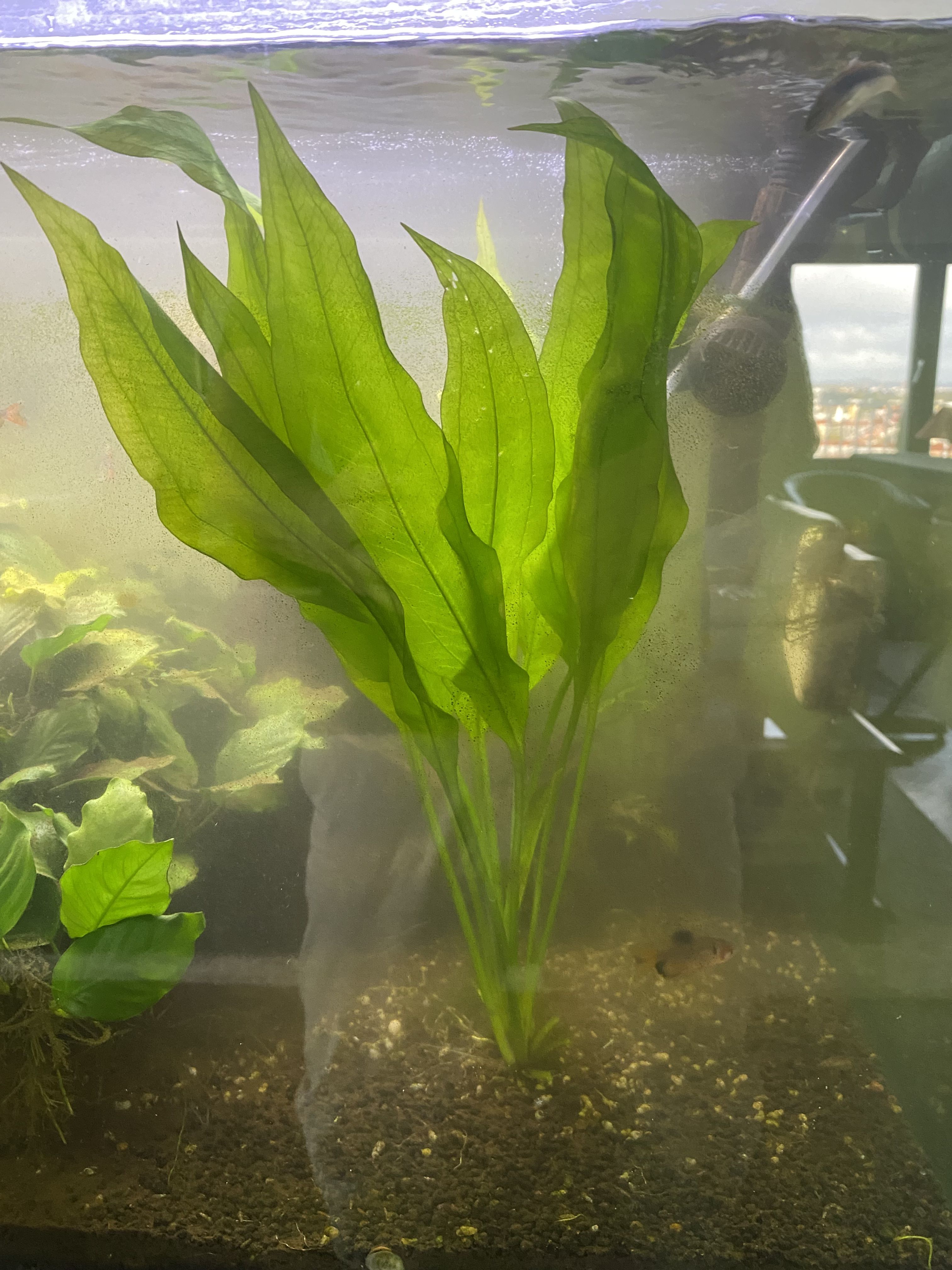 More information about "Ofereço plantas Echinodorus"