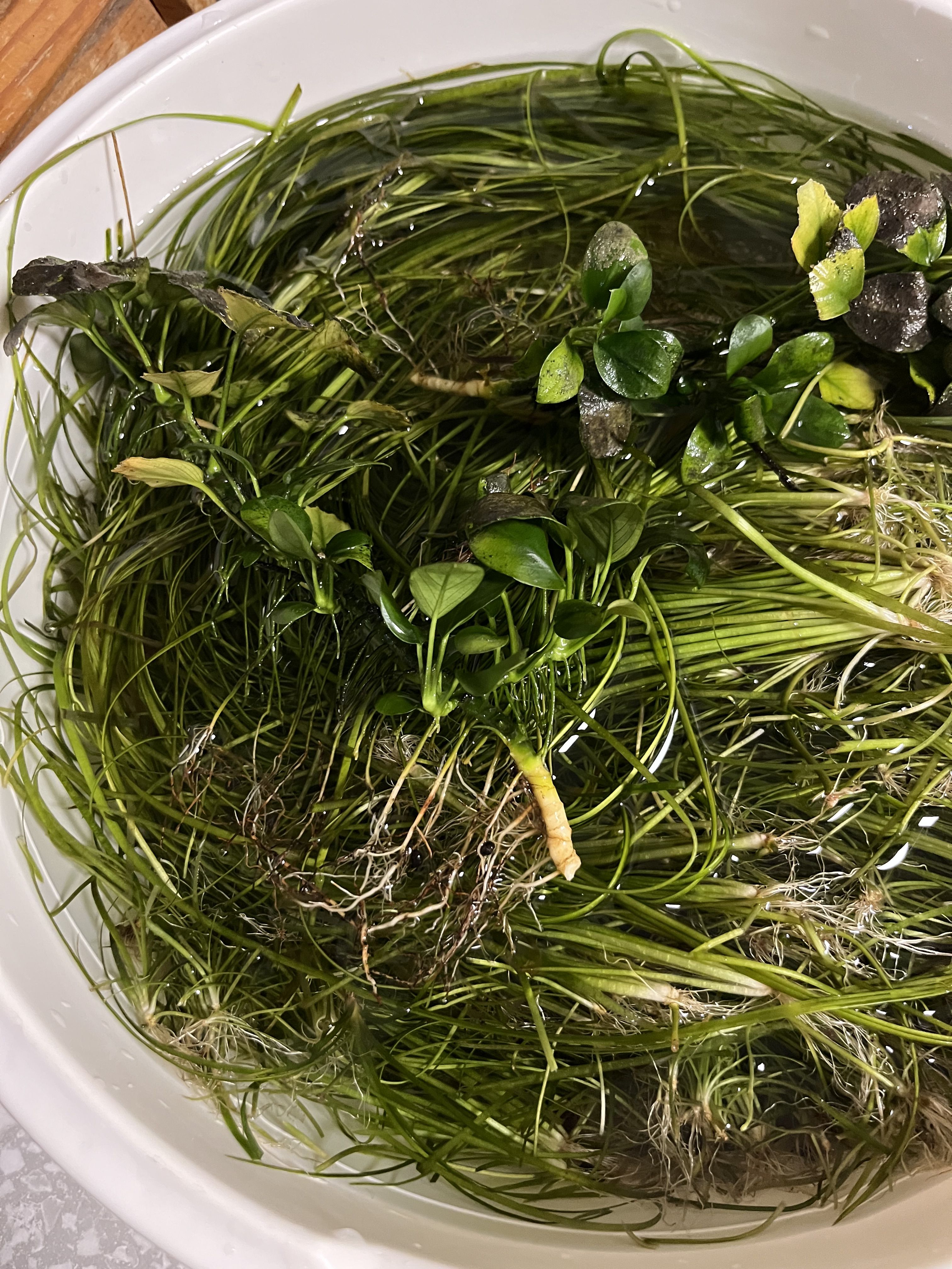 More information about "Plantas e rochas"