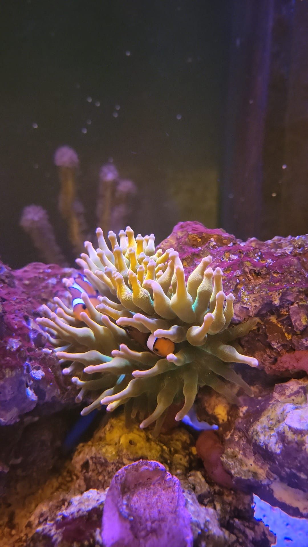 More information about "Vendo anémona Bubble Rainbow"