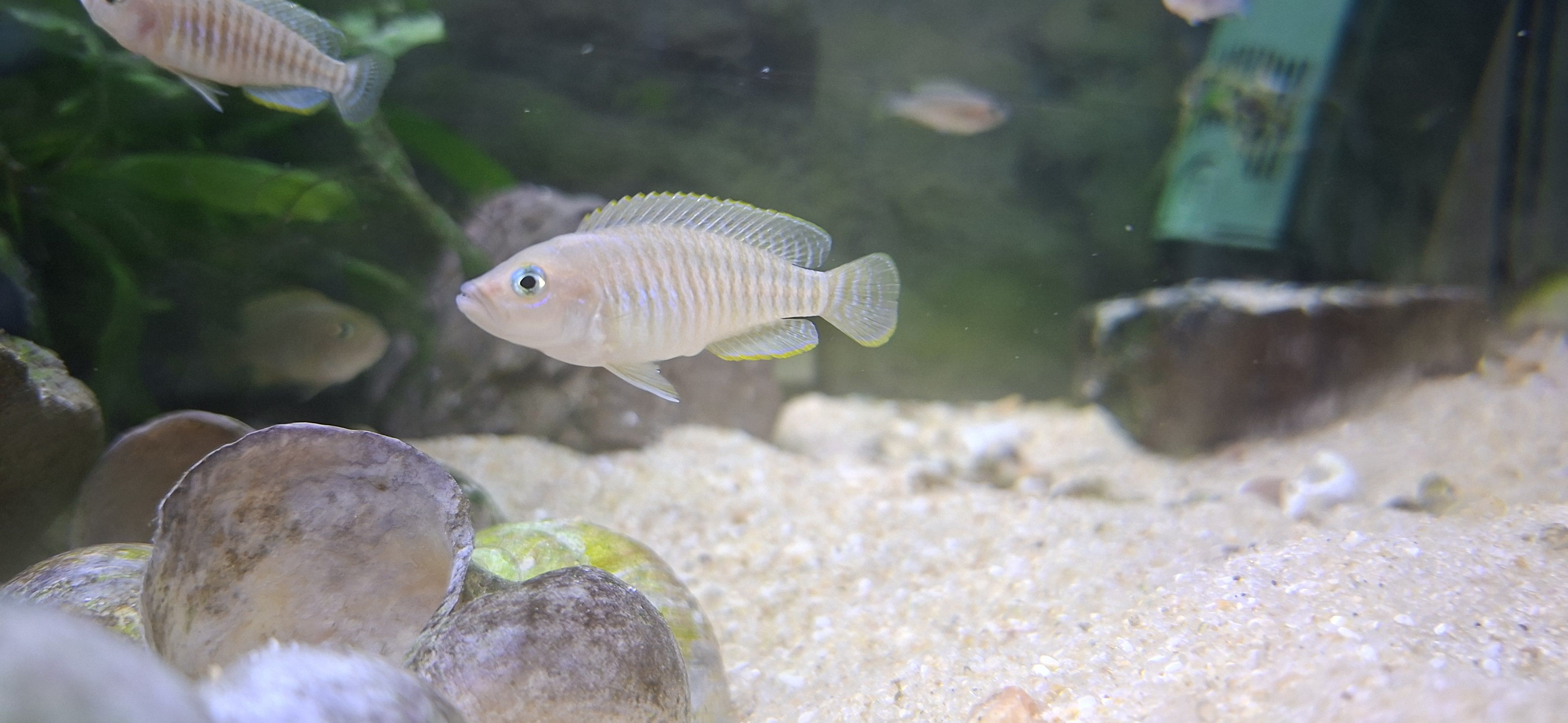 More information about "Oferta neolamprologus multifasciatus"