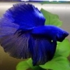 BlueBetta