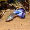 Filipe_32