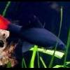 red_tail