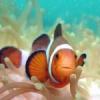 ClownFish