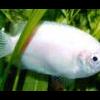 alfredorui