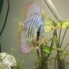 Newbie