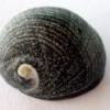CarlosSalgueiro