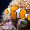 peixepreto